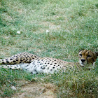 Cheetah
