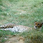 Cheetah