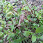 Grasshopper
