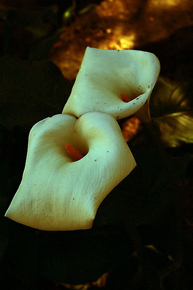 Spotting Image 1