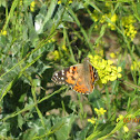 Painted Lady