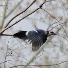 Blue Jay