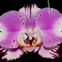 Phalaenopsis