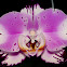 Phalaenopsis