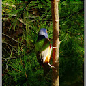 Painted Bunting - Male