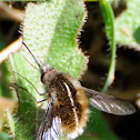Bee-fly