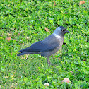Jackdaw