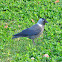 Jackdaw