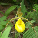 Yellow Lady Slipper