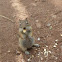 Chipmonk