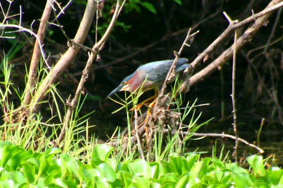 Spotting Image 1