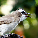 Yellow-vented Bulbul