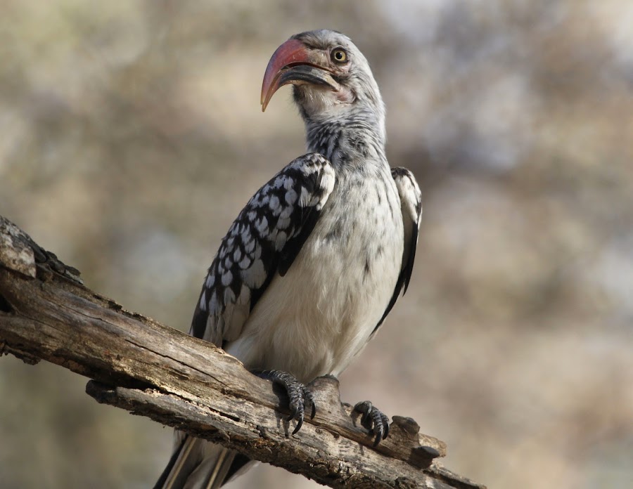 African Hornbill  by Dave  Moffatt - Animals Birds
