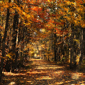 Enchanted Path by Corinne Noon - Landscapes Forests ( autumn, path, forest, landscape )