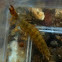 Dobsonfly