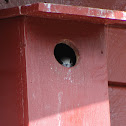 Common Swift