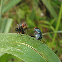 Fighting Flies