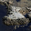 Stromatolites