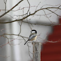 Black-capped Chickadee