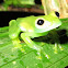 Unknown Glass Frog