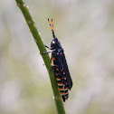 Gaudy Grasshopper