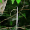 Stick Spider