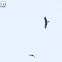 Red Kite
