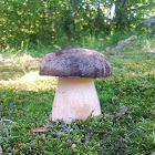 Mushroom Passion