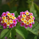 Lantana