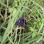 Great Purple Hairstreak