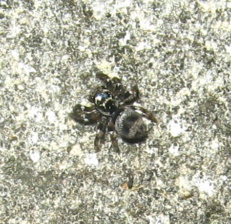 Spotting Image 1