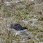 Male Nothern Harrier eating