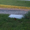 Red breasted robin