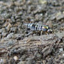 Springtail