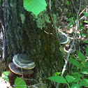 Shelf fungi