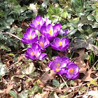 Crocus