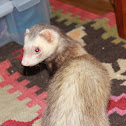 Ferret