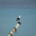 Kelp Gull