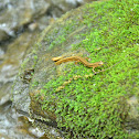 Southern Two-lined Salamander