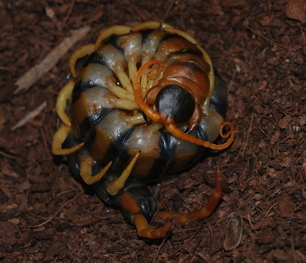 Arizona giant centipede (female with eggs) Project Noah