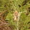 Black & Yellow Argiope (female)