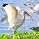 White Ibis