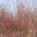 Common dogwood