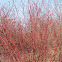Common dogwood