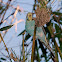 Budgie - Budgerigar