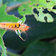Orgyia postica (小白紋毒蛾幼蟲)