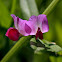 De vogelwikke (Vicia cracca)