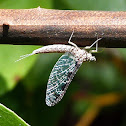 Mayfly