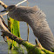 Yellow-Crowned Night Heron