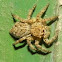 makarsha {spider}